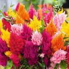 200+ Celosia Seeds Mixed Color Pampas Plume Made in USA Celosia Seeds
