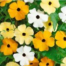 100+ Mixed ColorBlack Eyed Susan Vine Seeds Exotic Garden Flowers