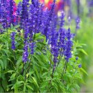 Blue Steel Sage Seeds 50 Seeds Easy to Grow