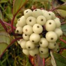 Siberian Dogwood Seeds (50 Seeds) Cornus alba Tatarian Dogwood
