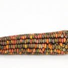 Earth Tones Dent Corn Seeds 50 Seeds to Grow