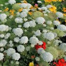 100+ Bishop's Flower Seeds Exotic Garden Flowers Made in USA S