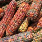 Earth Tones Dent Corn Seeds 100 Seeds to Grow