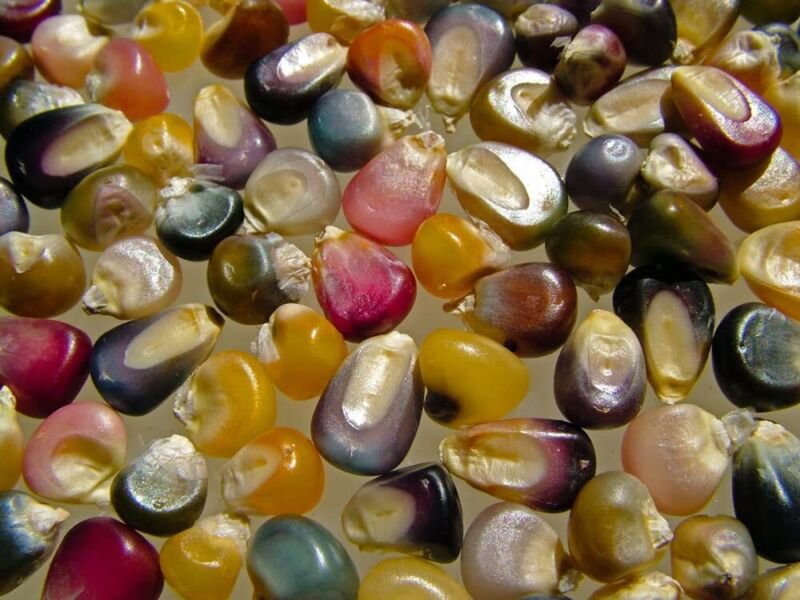 Glass Gem Corn Seeds 75 Seeds Beautiful Rainbow Colored Heirloom Corn Seeds