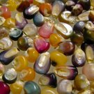 Glass Gem Corn Seeds 75 Seeds Beautiful Rainbow Colored Heirloom Corn Seeds
