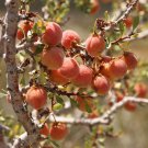 Desert Peach Bush Seeds (5 Seeds) Prunus andersonii