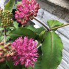 Common Milkweed Native Seeds (100 Seeds) Asclepias syriaca Grea