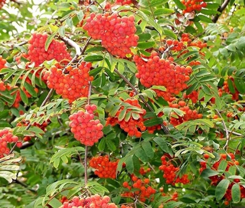 Mountain Ash Tree Seeds (50 Seeds) Sorbus aucuparia