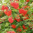 Mountain Ash Tree Seeds (50 Seeds) Sorbus aucuparia