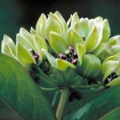Spider Milkweed Native Seeds (50 Seeds) Asclepias Viridis Antel