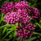 Swamp Milkweed Native Seeds (100 Seeds) Asclepias incarnata Gre