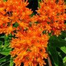 Butterfly Milkweed Native Seeds (100 Seeds) Asclepias tuberosa