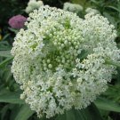 White Swamp Milkweed Native Seeds (100 Seeds) Whorled Milkweed