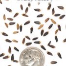 Swamp Thistle Native Seeds (100 Seeds) Cirsium muticum