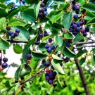 Juneberry Seeds 30 Seeds Amelanchier lamarckii