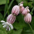 Bladder Campion (50 Seeds) Silene vulgaris