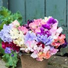 Fragrant Sweet Peas 100 Seeds Royal Family (Lathyrus odoratus)