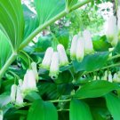 Great Solomons Seal Seeds (30 Seeds) Polygonatum biflorum Stunn