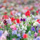 Sweet Peas Seeds Knee High Mix 100 Seeds (Lathyrus odoratus)