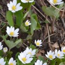Bloodroot Seeds (30 Seeds) Sanguinaria Canadensis
