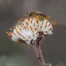 Prairie Pussytoes Seeds (100 Seeds) Antennaria neglecta