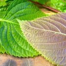 Korean Shiso Perilla frutescens 200+ Seeds Sushi Bar Asian Heirloom Fragrant