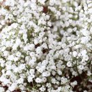 1000 Babys Breath Seeds Easy to Grow Annual Flowers