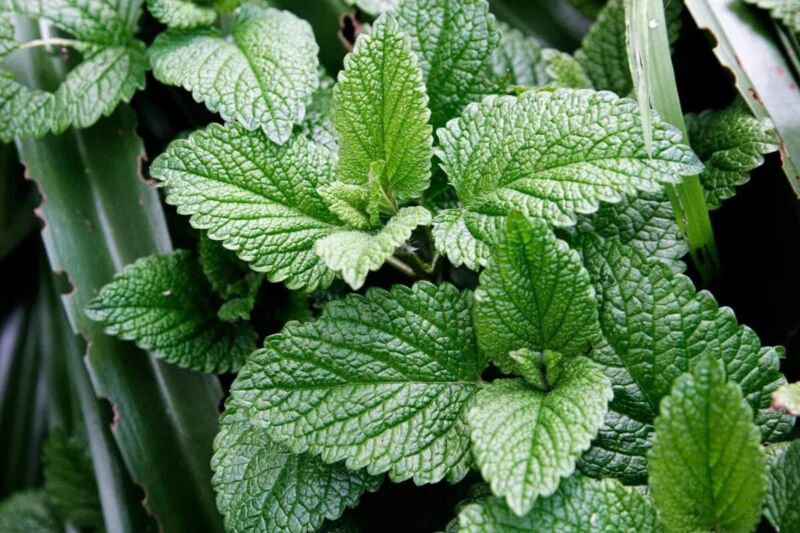 Herb Peppermint Seeds 100 Seeds