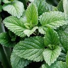Herb Peppermint Seeds 100 Seeds