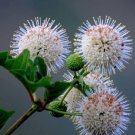 Buttonbush Seeds 50 Seeds Cephalanthus occidentalis