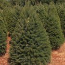 Abies Balsamea Fir Tree Seeds Outdoors/Potted 50 Seeds