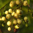 20 Chinaberry Tree Seeds (Melia Azedarach) Chinaberrytree Pride