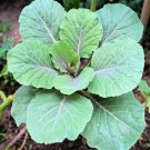 Purple Collard Cutting to Grow Grow Delicious Collard