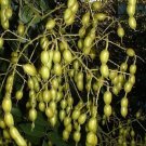 10 Japanese Pagoda Tree Seeds Styphnolobium japonicum