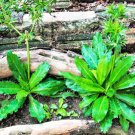 500+ Culantro Seeds (Eryngium foetidum) NonGMO & Untreated NOT
