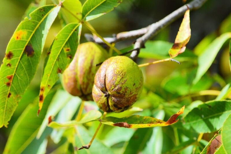 Shellbark Hickory (King Nut) Carya Laciniosa Tree 1 Seed