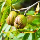 Shellbark Hickory (King Nut) Carya Laciniosa Tree 1 Seed