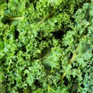 Dwarf Kale Seeds to Plant 100+ Seeds Dwarf Blue Kale Seeds Gr