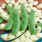 75 Lima Bean Seeds Easy to Grow Fordhook 242 Lima Bean Award W