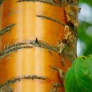 Amur Chokecherry Tree Seeds 30 Seeds Prunus maackii Prized for