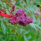 Winged Sumac Seeds for Planitng (30 Seeds) Rhus copallinum