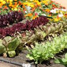 Keto Garden Kit 15 Keto Friendly Fruit and Vegetable Plant Seeds to Grow The U
