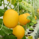 Hanging Canary Yellow Melon Seeds 10 Seeds Made in USA Ships f