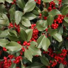 American Holly Seeds 30 Seeds Ilex opaca