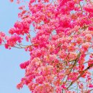 Pink Trumpet Tree Seeds 30 Seeds Tabebuia rosea
