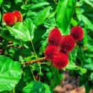 Lipstick Tree Seeds 20 Seeds Bixa orellana