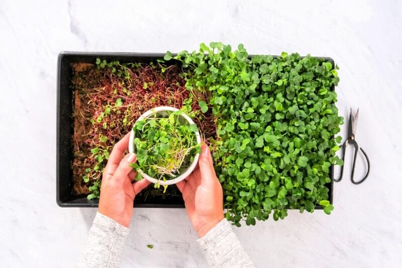 Home Broccoli Microgreens Growing Kit Grow Fresh Micro Greens Indoors Every Wee