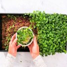 Home Broccoli Microgreens Growing Kit Grow Fresh Micro Greens Indoors Every Wee