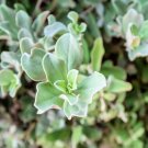 Silver Saltbush Seeds 50 Seeds Great Lanscape Bush Made in USA