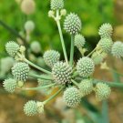 Rattlesnake Master Seeds (100+ Seeds) Hardy Herbaceous Perennial